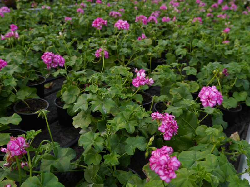 Сакъз мексика ейми (Pelargonium peltatum mexica amy)
