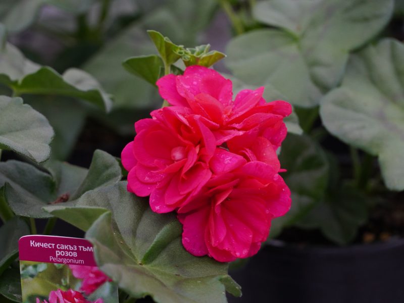 Сакъз тъмно розов (Pelargonium hot pink)