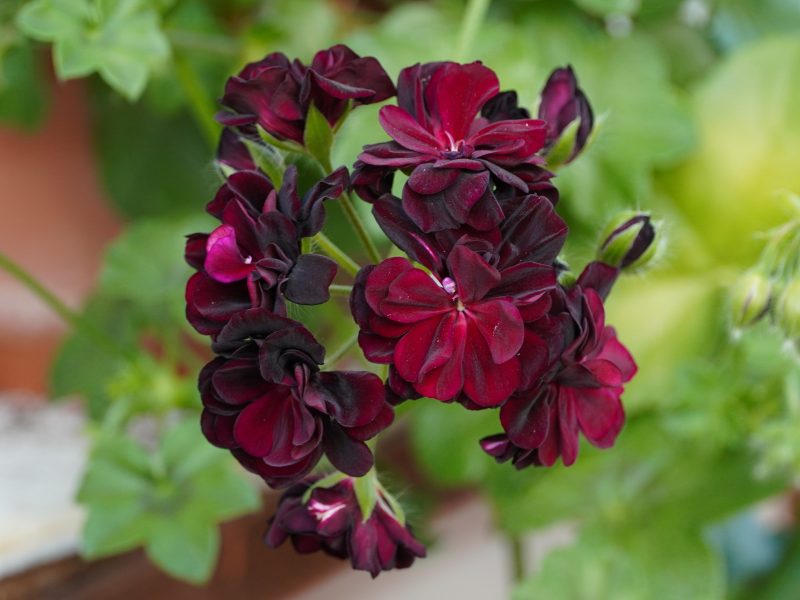 Сакъз Томи (Pelargonium peltatum Tommy)
